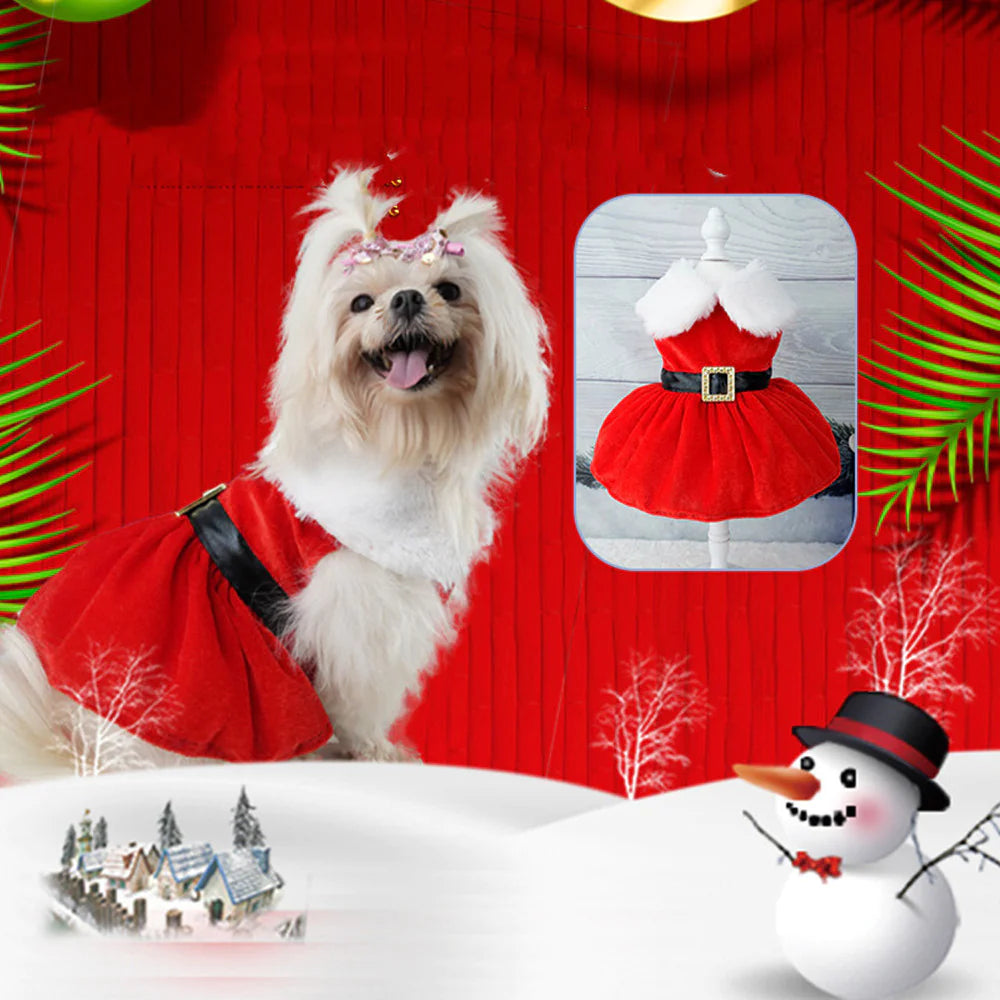 Dog in a red dress with white fur, Christmas decorations, and a snowman.