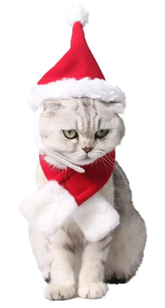 Cat wearing a Santa hat and scarf on a white background