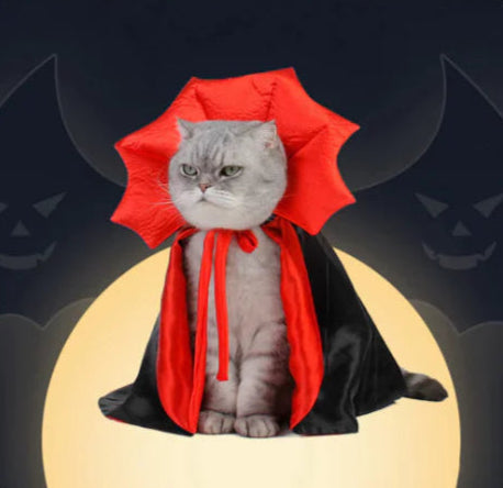 Cat in a Halloween costume with a red cape and black robe on a dark background with jack-o'-lanterns.
