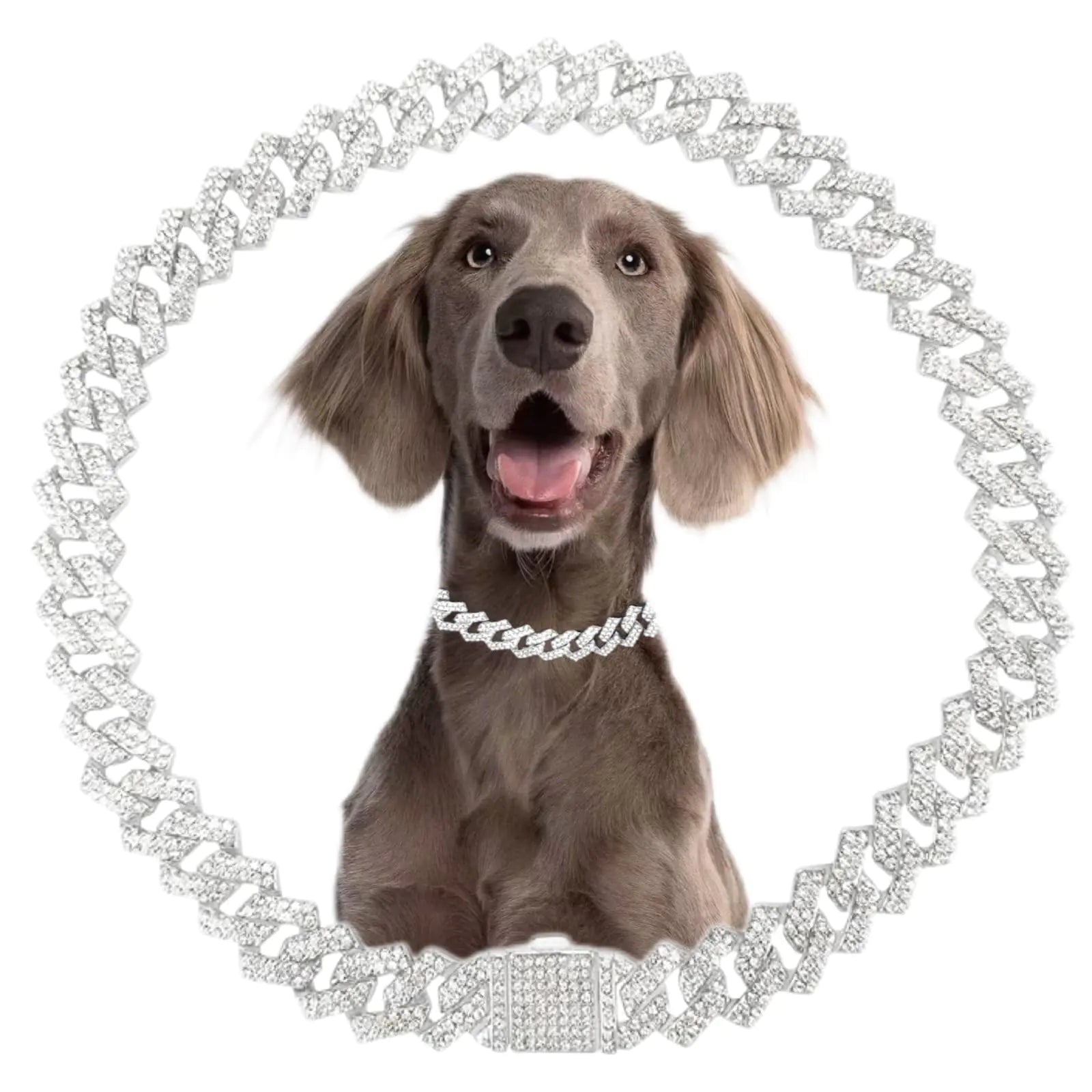 Elegant Silver Dog Chain Collar with Secure Buckle 20inch displayed on a small dog. This stylish silver dog collar is ideal for walks, travel, and parties.