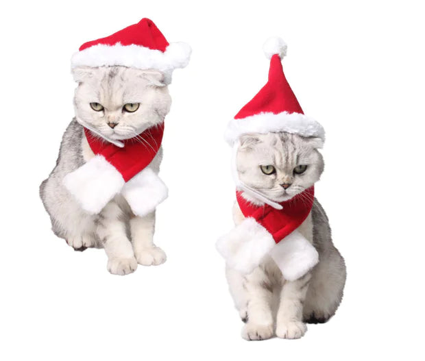 Two cats wearing Santa hats and scarves on a white background
