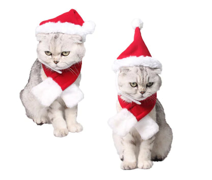 Two cats wearing Santa hats and scarves on a white background