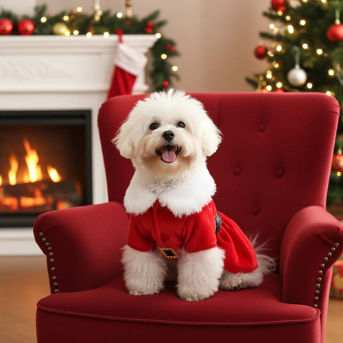 Small white dog in a red outfit sitting on a red chair with a Christmas tree and fireplace in the background.